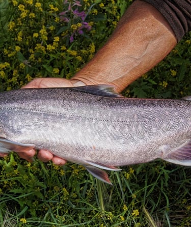 Person der holder en stor fisk med grøn vegetation i baggrunden.