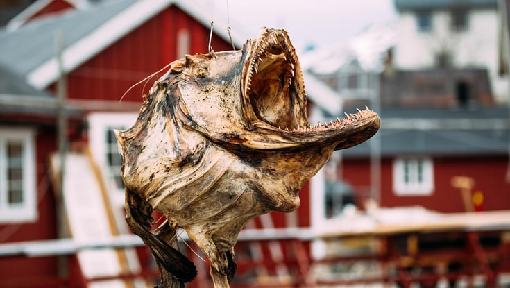 Tørret fiskehoved monteret på en pind med røde bygninger i baggrunden.