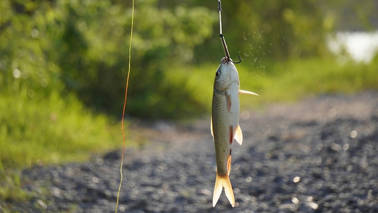 Fisk hængende fra en fiskekrog med grønne områder og grusstier i baggrunden.
