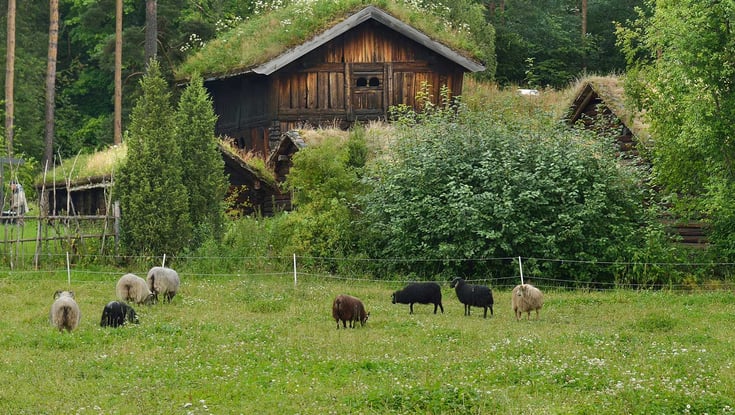 Får græsser på en mark med traditionelle træhuse i baggrunden.