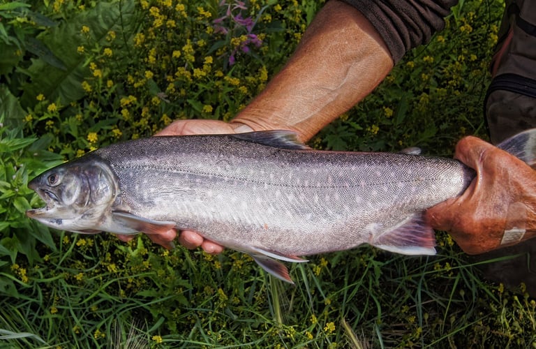 Person der holder en stor fisk med grøn vegetation i baggrunden.